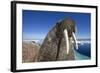 Walrus, Hudson Bay, Nunavut, Canada-Paul Souders-Framed Photographic Print