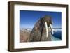 Walrus, Hudson Bay, Nunavut, Canada-Paul Souders-Framed Photographic Print