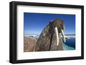 Walrus, Hudson Bay, Nunavut, Canada-Paul Souders-Framed Photographic Print