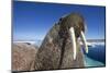 Walrus, Hudson Bay, Nunavut, Canada-Paul Souders-Mounted Photographic Print