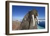 Walrus, Hudson Bay, Nunavut, Canada-Paul Souders-Framed Photographic Print