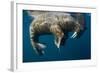 Walrus, Hudson Bay, Nunavut, Canada-Paul Souders-Framed Photographic Print