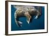 Walrus, Hudson Bay, Nunavut, Canada-Paul Souders-Framed Photographic Print