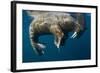 Walrus, Hudson Bay, Nunavut, Canada-Paul Souders-Framed Photographic Print