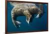 Walrus, Hudson Bay, Nunavut, Canada-Paul Souders-Framed Photographic Print