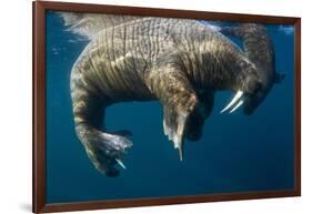 Walrus, Hudson Bay, Nunavut, Canada-Paul Souders-Framed Photographic Print