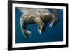 Walrus, Hudson Bay, Nunavut, Canada-Paul Souders-Framed Photographic Print