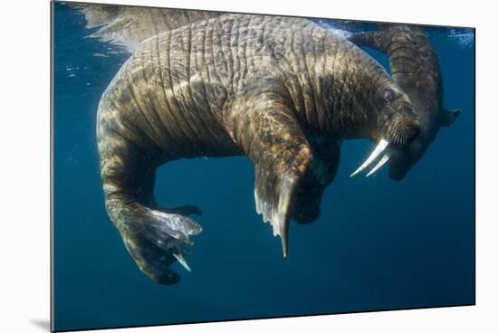 Walrus, Hudson Bay, Nunavut, Canada-Paul Souders-Mounted Photographic Print