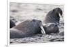 Walrus, Hudson Bay, Nunavut, Canada-Paul Souders-Framed Photographic Print