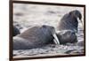 Walrus, Hudson Bay, Nunavut, Canada-Paul Souders-Framed Photographic Print