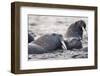 Walrus, Hudson Bay, Nunavut, Canada-Paul Souders-Framed Photographic Print