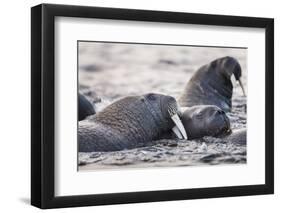 Walrus, Hudson Bay, Nunavut, Canada-Paul Souders-Framed Photographic Print