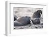 Walrus, Hudson Bay, Nunavut, Canada-Paul Souders-Framed Photographic Print