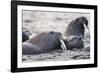 Walrus, Hudson Bay, Nunavut, Canada-Paul Souders-Framed Photographic Print