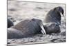 Walrus, Hudson Bay, Nunavut, Canada-Paul Souders-Mounted Photographic Print