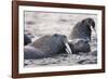 Walrus, Hudson Bay, Nunavut, Canada-Paul Souders-Framed Photographic Print