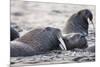 Walrus, Hudson Bay, Nunavut, Canada-Paul Souders-Mounted Photographic Print