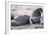 Walrus, Hudson Bay, Nunavut, Canada-Paul Souders-Framed Photographic Print