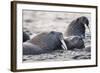 Walrus, Hudson Bay, Nunavut, Canada-Paul Souders-Framed Photographic Print