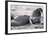 Walrus, Hudson Bay, Nunavut, Canada-Paul Souders-Framed Photographic Print