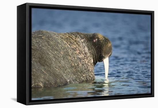 Walrus in Hudson Bay, Nunavut, Canada-Paul Souders-Framed Stretched Canvas