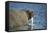 Walrus in Hudson Bay, Nunavut, Canada-Paul Souders-Framed Stretched Canvas