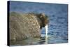 Walrus in Hudson Bay, Nunavut, Canada-Paul Souders-Stretched Canvas