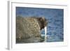 Walrus in Hudson Bay, Nunavut, Canada-Paul Souders-Framed Photographic Print