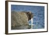 Walrus in Hudson Bay, Nunavut, Canada-Paul Souders-Framed Photographic Print