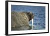 Walrus in Hudson Bay, Nunavut, Canada-Paul Souders-Framed Photographic Print