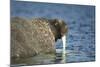 Walrus in Hudson Bay, Nunavut, Canada-Paul Souders-Mounted Photographic Print