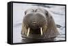 Walrus in Svalbard, Norway-Françoise Gaujour-Framed Stretched Canvas