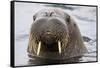 Walrus in Svalbard, Norway-Françoise Gaujour-Framed Stretched Canvas