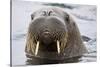 Walrus in Svalbard, Norway-Françoise Gaujour-Stretched Canvas