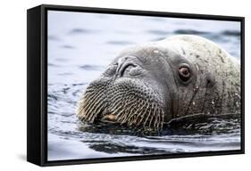 Walrus in Svalbard, Norway-Françoise Gaujour-Framed Stretched Canvas