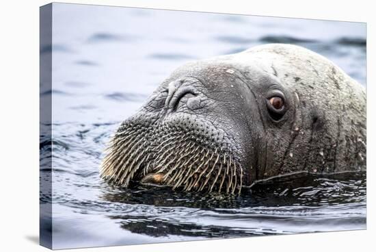 Walrus in Svalbard, Norway-Françoise Gaujour-Stretched Canvas