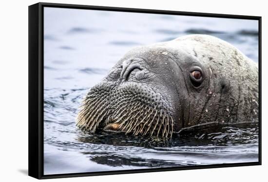 Walrus in Svalbard, Norway-Françoise Gaujour-Framed Stretched Canvas