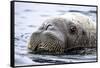 Walrus in Svalbard, Norway-Françoise Gaujour-Framed Stretched Canvas