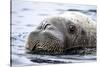 Walrus in Svalbard, Norway-Françoise Gaujour-Stretched Canvas