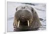 Walrus in Svalbard, Norway-Françoise Gaujour-Framed Photographic Print