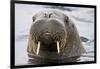 Walrus in Svalbard, Norway-Françoise Gaujour-Framed Photographic Print