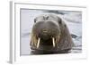 Walrus in Svalbard, Norway-Françoise Gaujour-Framed Photographic Print