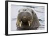 Walrus in Svalbard, Norway-Françoise Gaujour-Framed Photographic Print