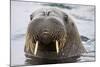 Walrus in Svalbard, Norway-Françoise Gaujour-Mounted Photographic Print