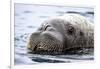 Walrus in Svalbard, Norway-Françoise Gaujour-Framed Photographic Print