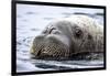 Walrus in Svalbard, Norway-Françoise Gaujour-Framed Photographic Print