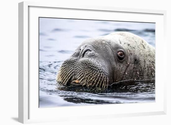 Walrus in Svalbard, Norway-Françoise Gaujour-Framed Photographic Print