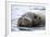 Walrus in Svalbard, Norway-Françoise Gaujour-Framed Photographic Print