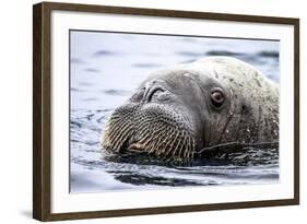 Walrus in Svalbard, Norway-Françoise Gaujour-Framed Photographic Print