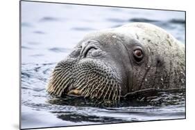 Walrus in Svalbard, Norway-Françoise Gaujour-Mounted Photographic Print